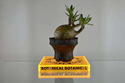 BOTANICAL BOTANICAL STAND