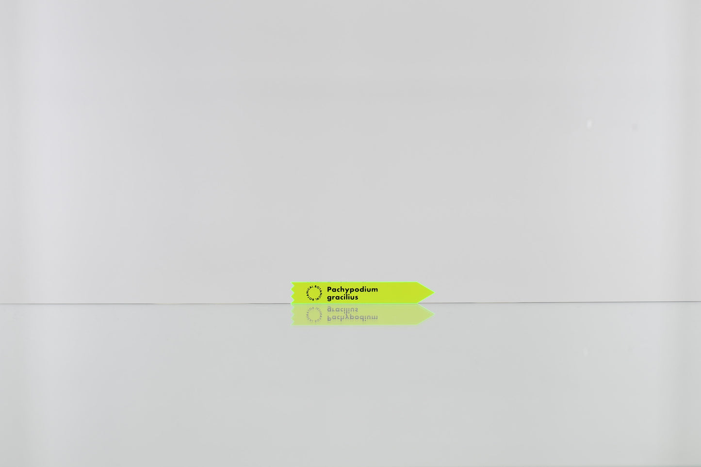 ACRYL TAG 3 SET【Pachypodium gracilius】