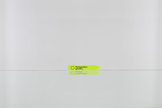 ACRYL TAG 3 SET【Pachypodium gracilius】