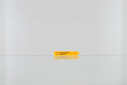 ACRYL TAG 3 SET【Pachypodium gracilius】