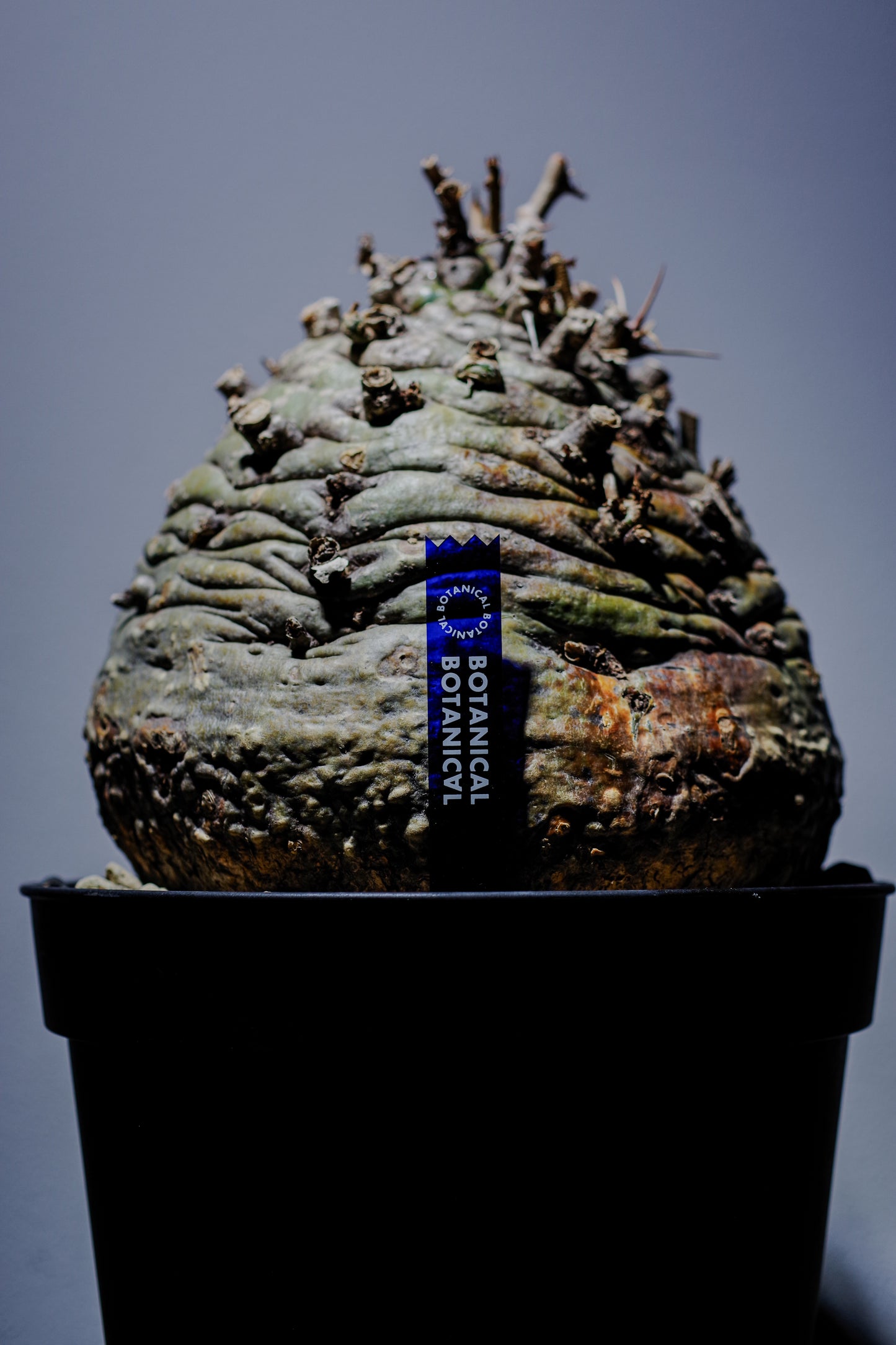 ACRYL TAG 3 SET【Pachypodium gracilius】