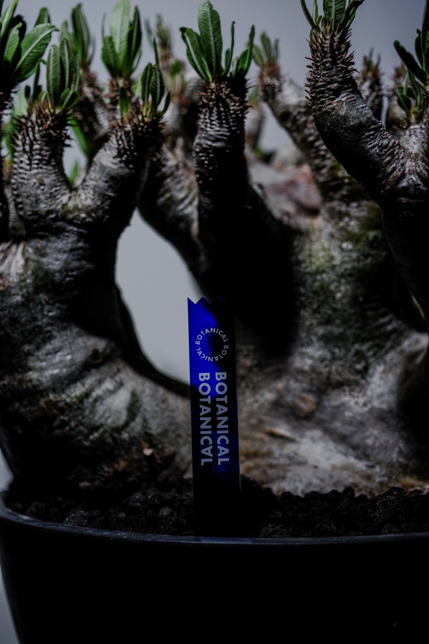 ACRYL TAG 3 SET【Pachypodium gracilius】