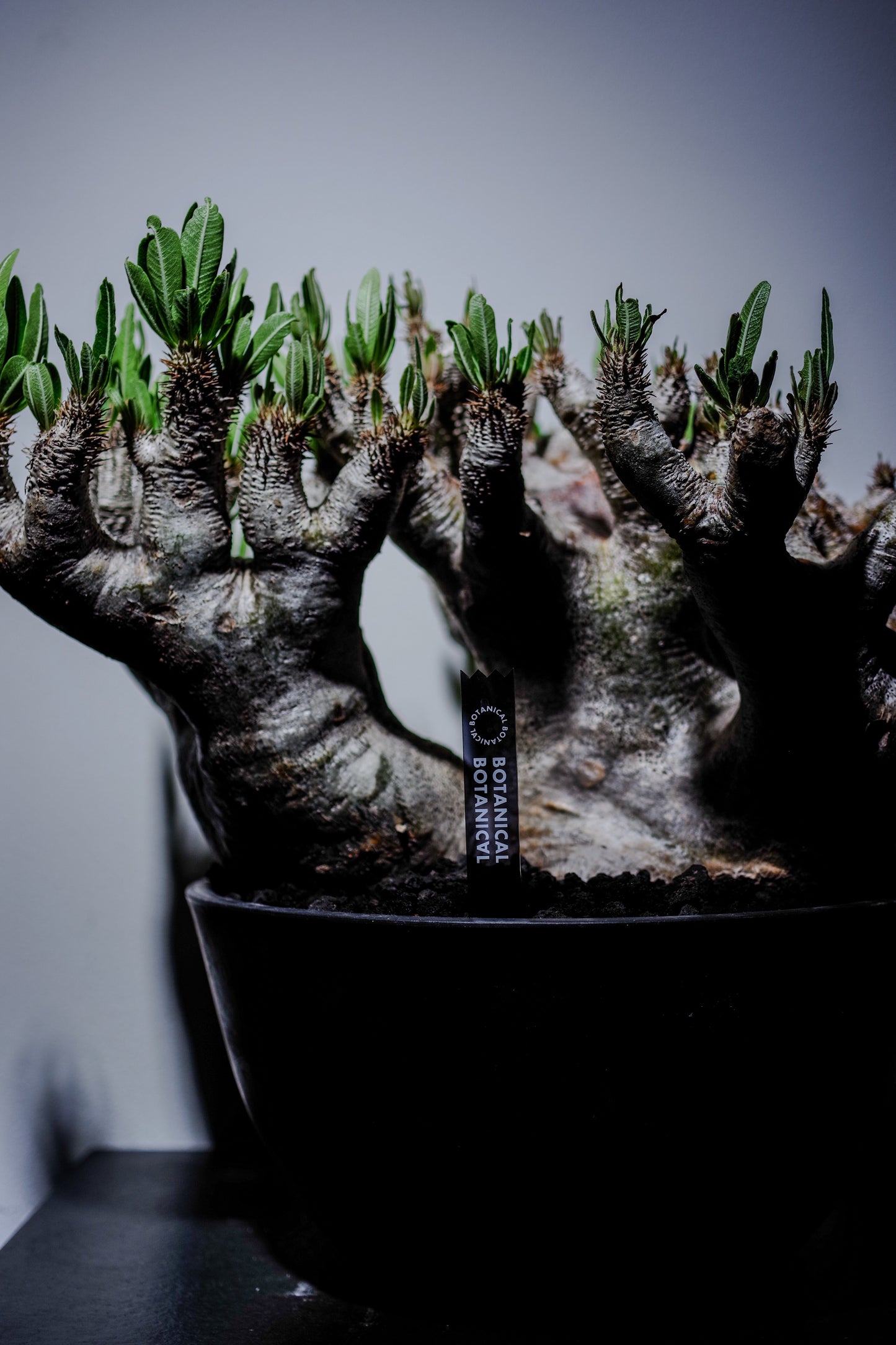 ACRYL TAG 3 SET【Pachypodium gracilius】