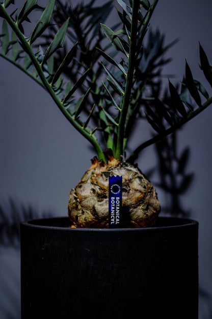 ACRYL TAG 3 SET【Pachypodium gracilius】