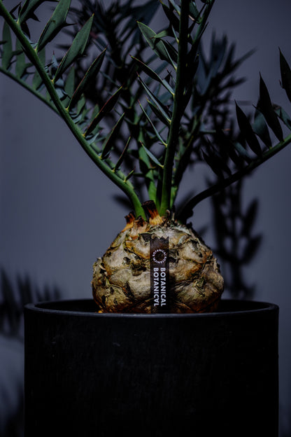 ACRYL TAG 3 SET【Pachypodium gracilius】